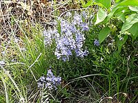 Veronica prostrata (G. Krüger, 2019)