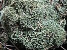 Cladonia incrassata (W. Linder)