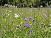 Glatthaferwiese mit Wiesen-Storchschnabel, Wiesen-Margerite und Scharfem Hahnenfuß in einem Park in Bernburg/Sachsen-Anhalt (S. Tischew)