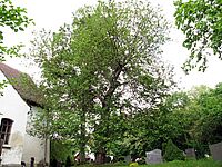 Vor einem denkmalgeschützten Maulbeerbaum auf dem Friedhof in Münchehofe (G. Krüger 2014)