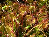 Drosera rotundifolia (W. Linder)